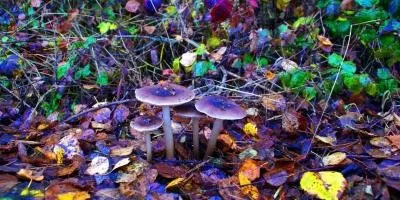 10 Tips tentang Cara Menghentikan Motion Sickness di VR Mushroom - Apakah penyakit gerak VR hilang? 10 tips tentang cara menghentikan penyakit gerak VR